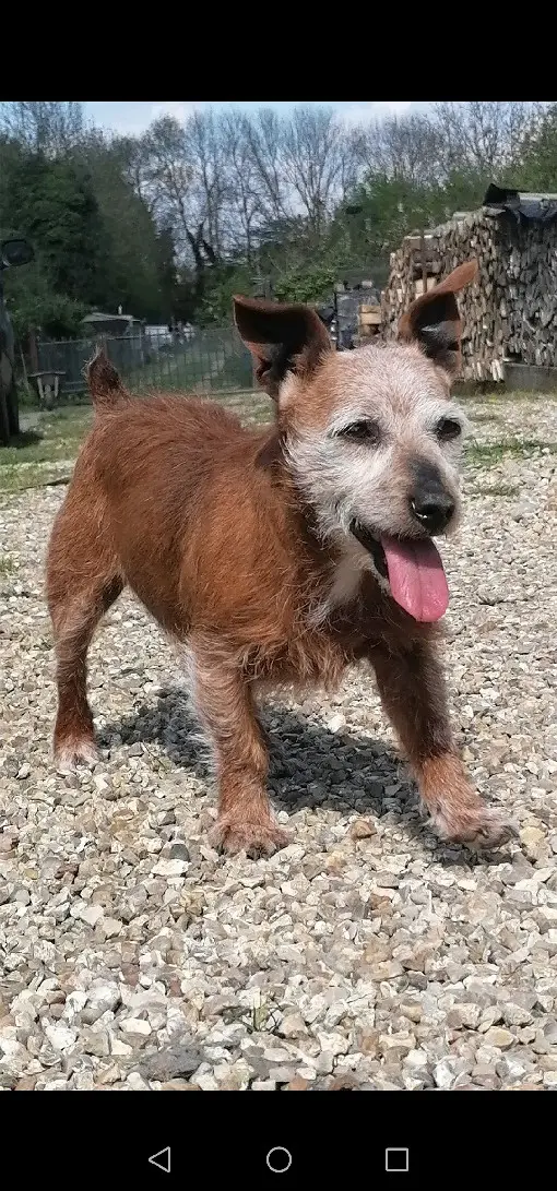 Chienne Perdue 60 Oise - Sissi Chienne Perdue 60 Oise - Sissi