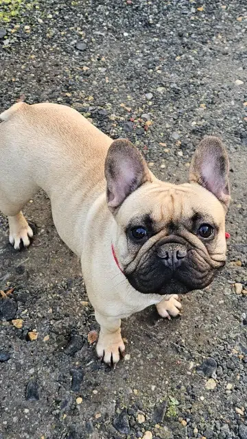 chienne lost   60400 Babœuf Ulla