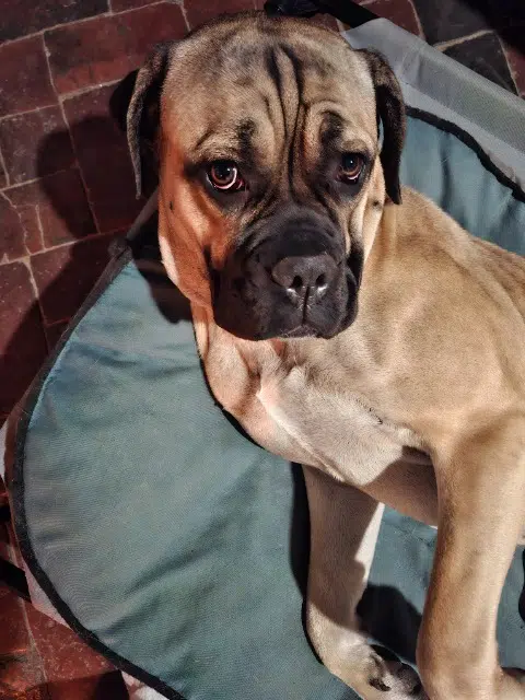 chienne lost   60220 Bouvresse Unka