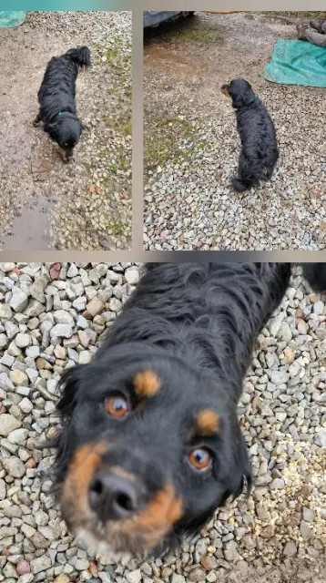 chienne lost   61370 Sainte-Gauburge-Sainte-Colombe Bella