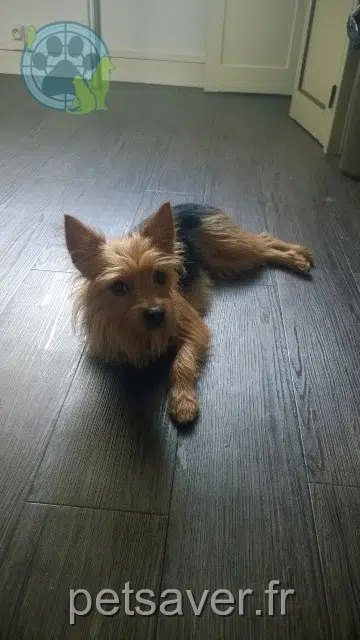 chienne lost   61110 Moutiers-au-Perche Cookie