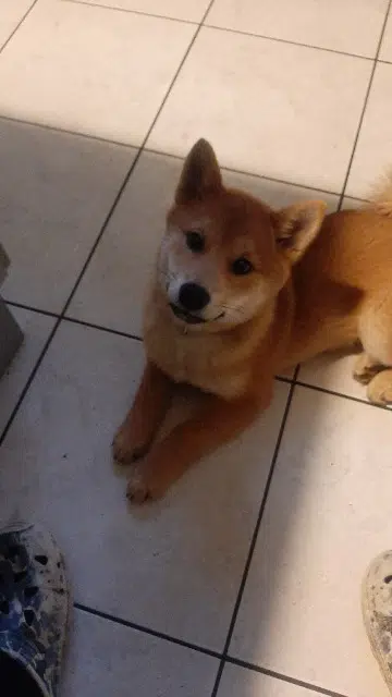 chienne lost   61700 Domfront en Poiraie Aubépines