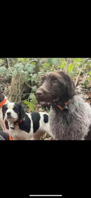 chienne lost   61250 Héloup Laffa/Savane