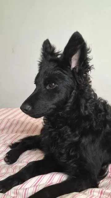 chienne lost   61170 Barville Nymie