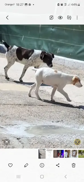 chienne lost   61200 Argentan Princesse amande