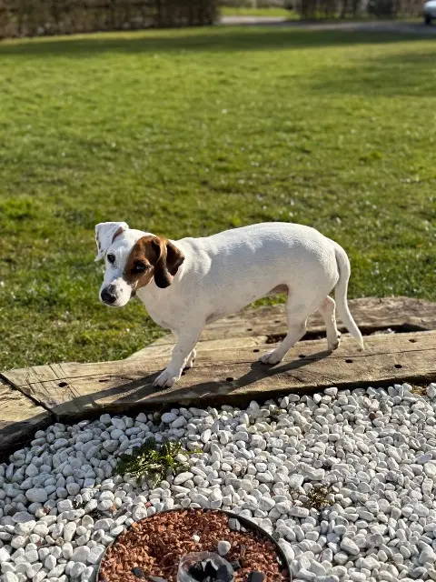 chienne lost   61230 Croisilles Reine