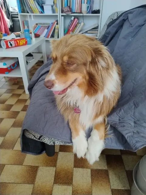 chienne lost   61250 Damigny Ruby