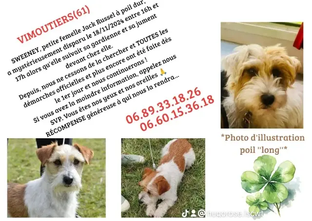 chienne lost   61120 Vimoutiers Sweeney