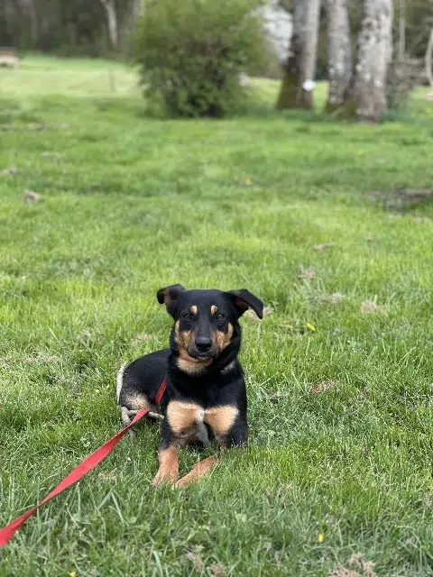 chienne lost   61130 Origny-le-Roux Taya