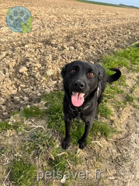 chienne perdue 61260 Val-au-Perche Tekila chienne lost 61260 Val-au-Perche Tekila