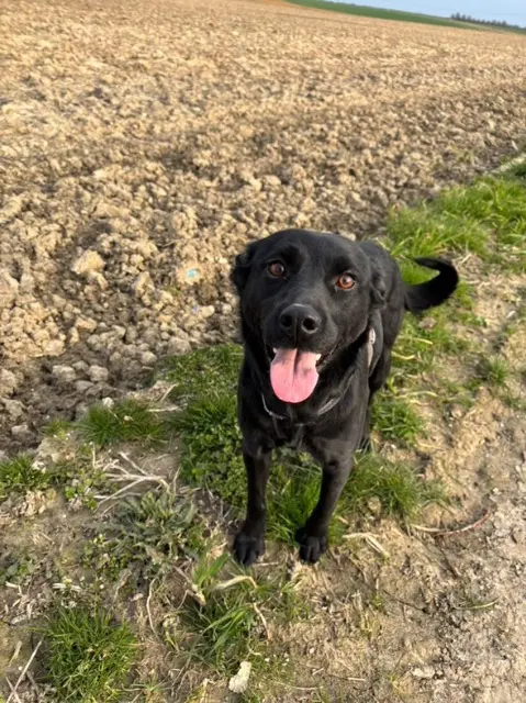 chienne lost   61260 Val-au-Perche Tekila