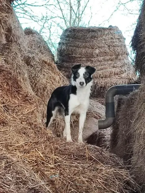 chienne lost   61300 L'Aigle Vanille