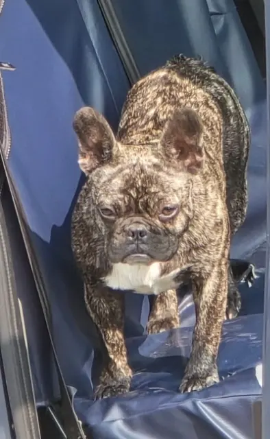 dog lost   61600 Le Grais Voyce