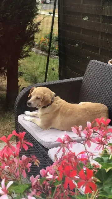 chienne lost   62150 Houdain Avalanche