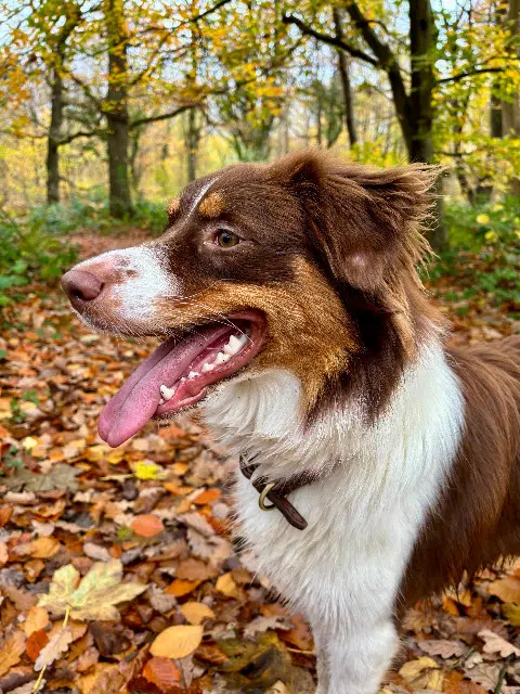 chienne lost   62700 Bruay-la-Buissière Avril