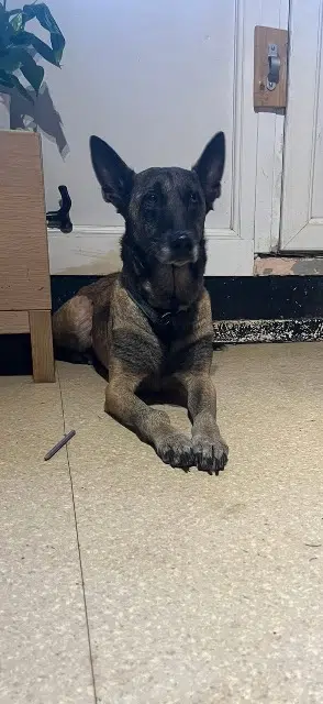 chienne lost   62400 Béthune Djade