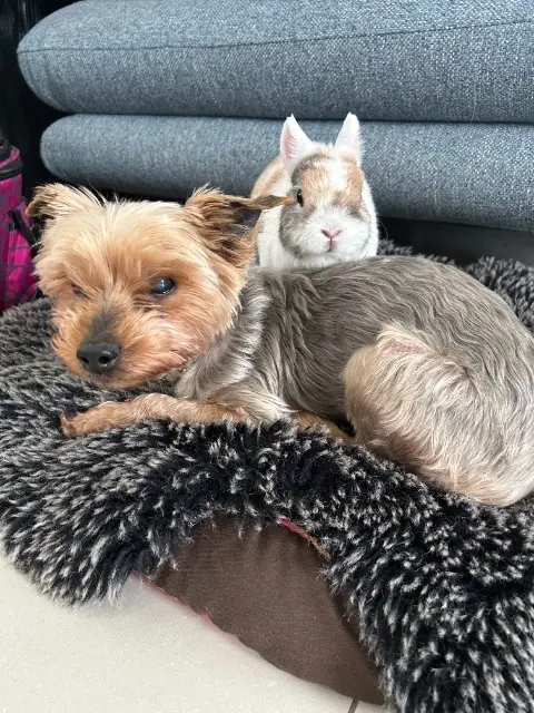 chienne lost   62690 Savy-Berlette FOXY
