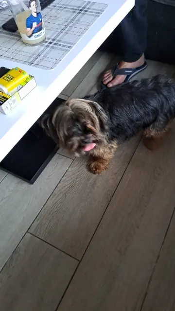 chienne lost   62160 Grenay Heidy