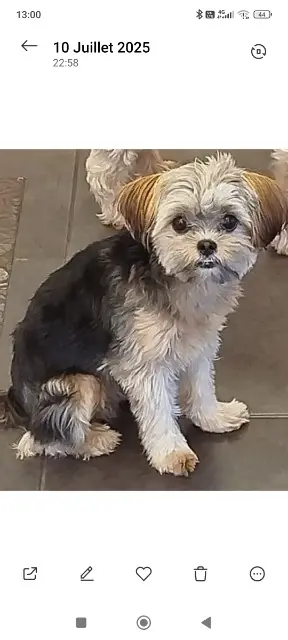 chienne lost   62230 Outreau Joy