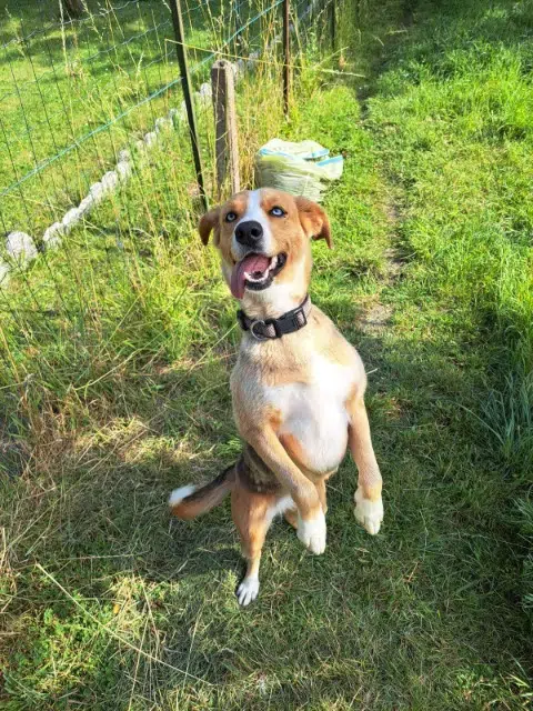 chienne lost   62300 Lens Lizzy