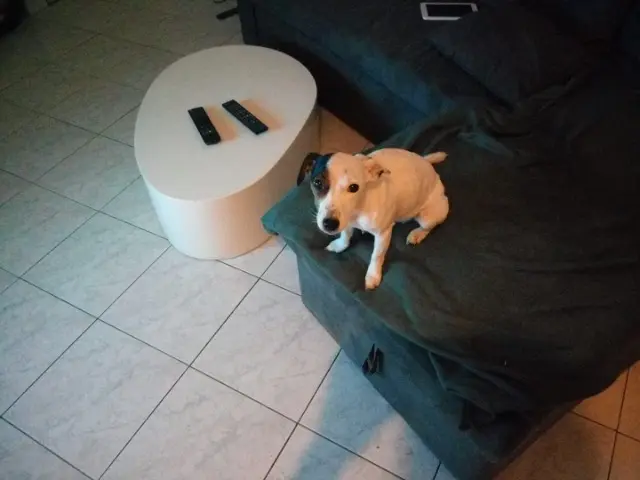 chienne lost   62350 Mont-Bernanchon Luna