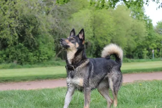 chienne lost   62110 Hénin-Beaumont Molly