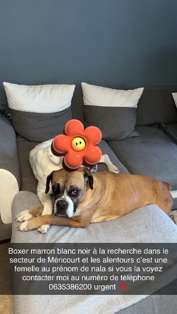 chienne lost   62680 Méricourt Nala