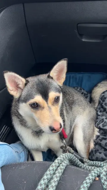 chienne lost   62290 Nœux-les-Mines Naya