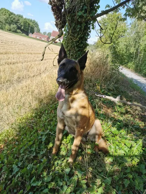 chienne lost   62160 Bully-les-Mines Ness