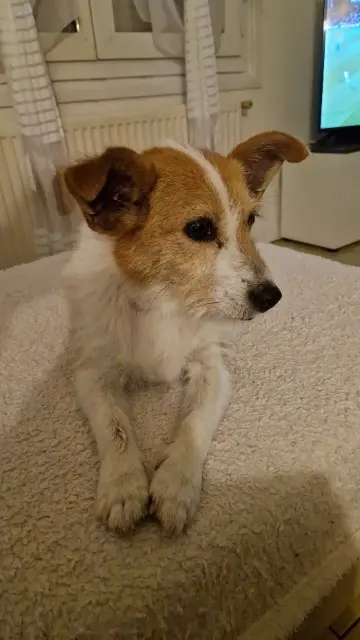 chienne lost   62800 Liévin Neïka