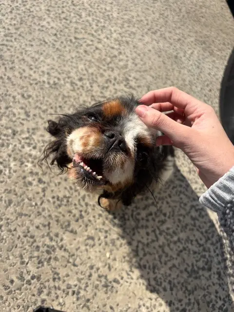 chienne lost   62730 Marck Pearly
