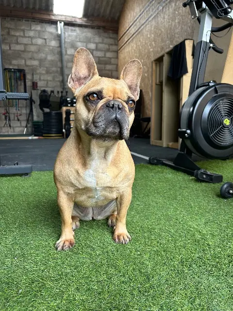 chienne lost   62360 La Capelle-lès-Boulogne Pippa