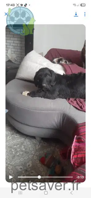chienne lost   62156 Vis-en-Artois Princesse