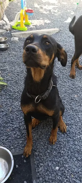 chienne lost   62860 Palluel Ruby