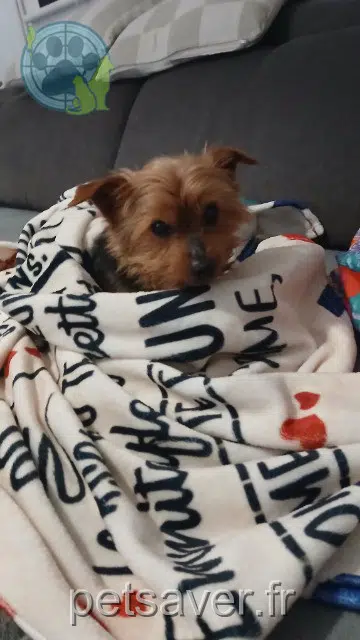 chienne lost   62290 Nœux-les-Mines Shanna