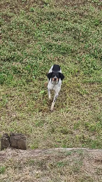 chienne lost   62550 Sachin Sibelle