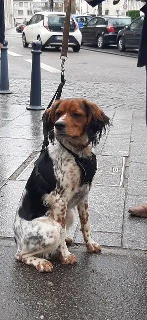 chienne lost   62730 Marck Solly