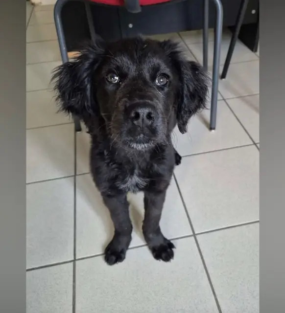 chienne lost   62140 Vacqueriette-Erquières Stella