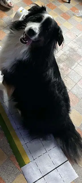 chienne lost   62123 Simencourt Talya