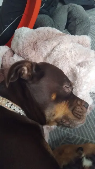 chienne lost   62700 Bruay-la-Buissière Tannya