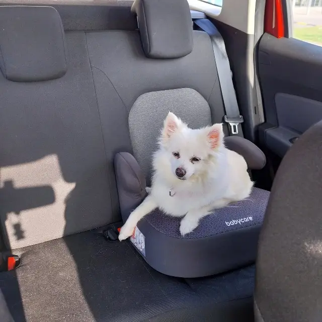chienne lost   62231 Coquelles Tina