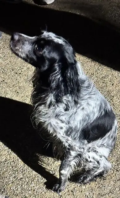 chienne lost   62160 Bully-les-Mines Tina