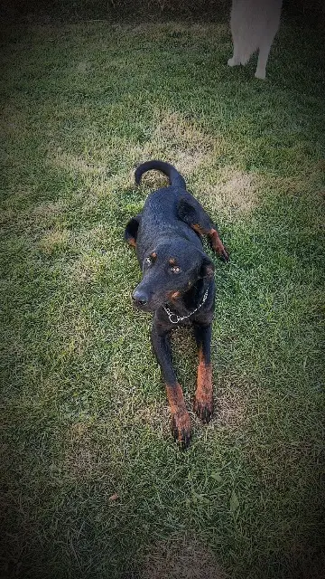 chienne lost   62140 Mouriez Uluana dit nana