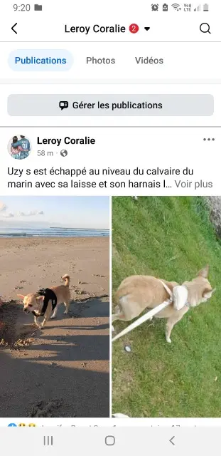 chienne lost   62200 Boulogne-sur-Mer Uzy