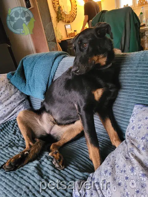 chienne lost   62740 Fouquières-lès-Lens Vicky