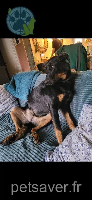 chienne lost   62221 Noyelles-sous-Lens Vicky