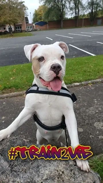 chienne lost   62160 Grenay Vénus