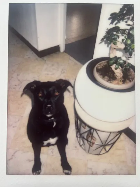 chienne lost   62550 Aumerval Zara