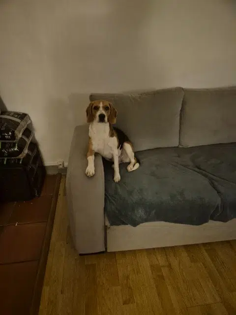 chienne lost   63160 Montmorin Akita