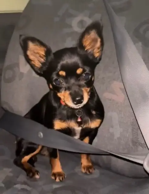 chienne lost    Clermont-Ferrand Tika